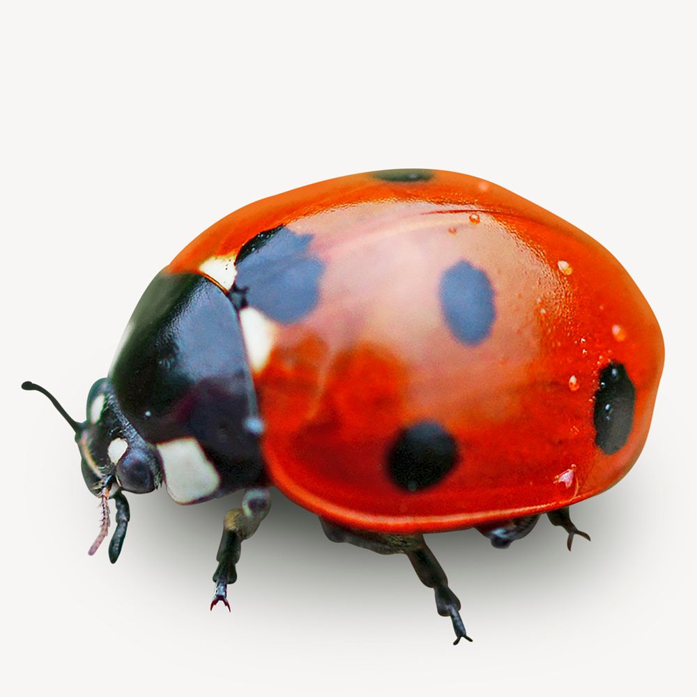 Ladybug collage element,  animal design psd