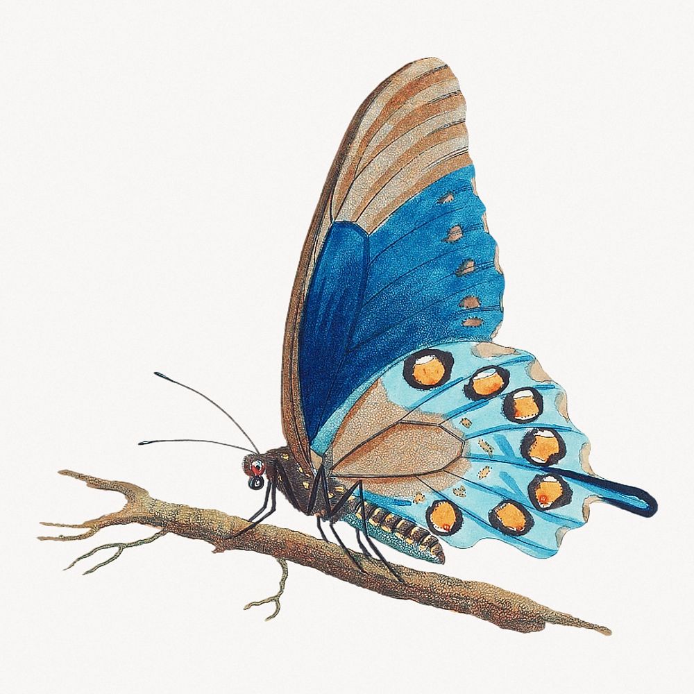 Vintage blue butterfly illustration