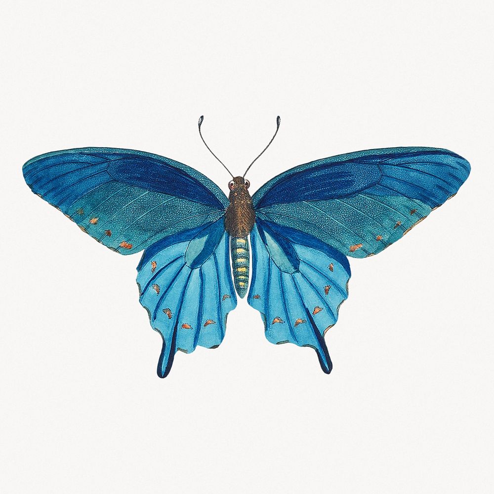 Vintage blue butterfly illustration