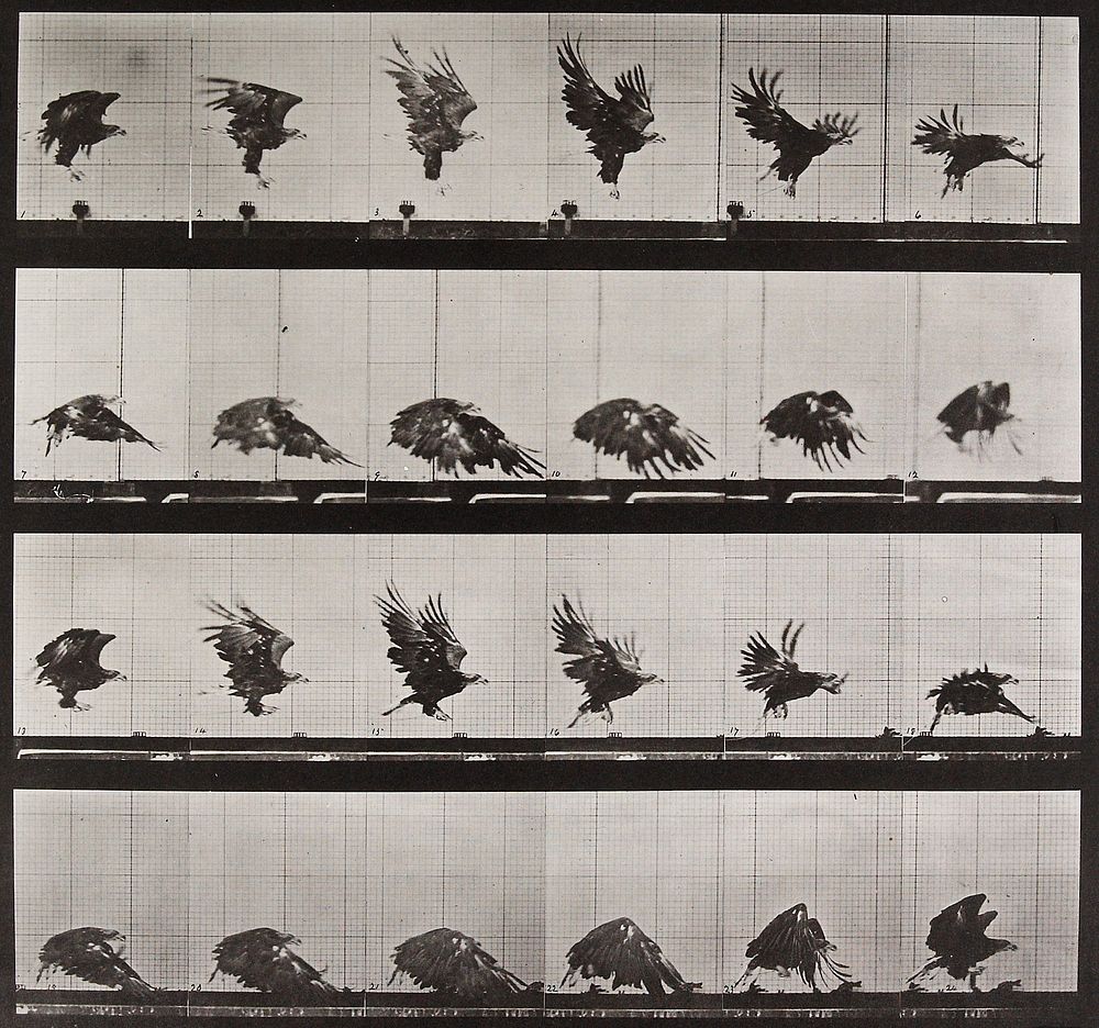 Animal Locomotion Plate 730 (1887) photograph in high resolution by Eadweard Muybridge.  