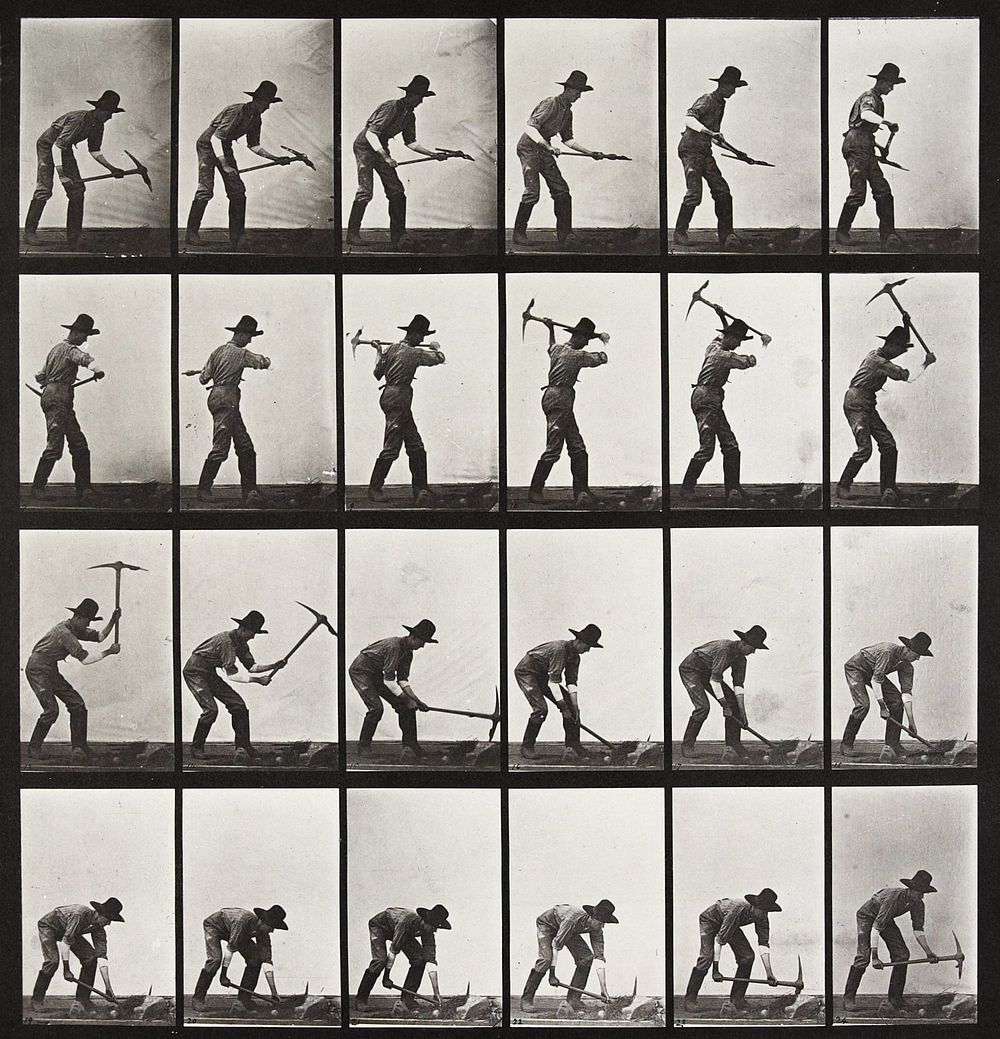 Animal Locomotion Plate 386 (1887) photograph in high resolution by Eadweard Muybridge.  