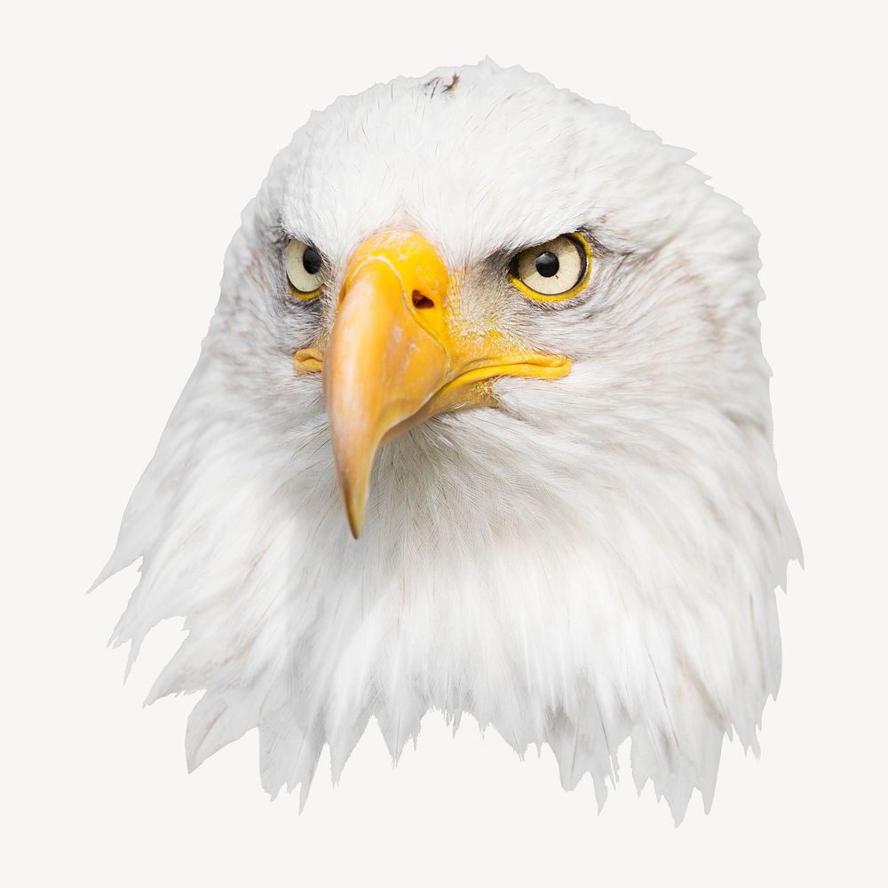 Bald eagle collage element, isolated image psd