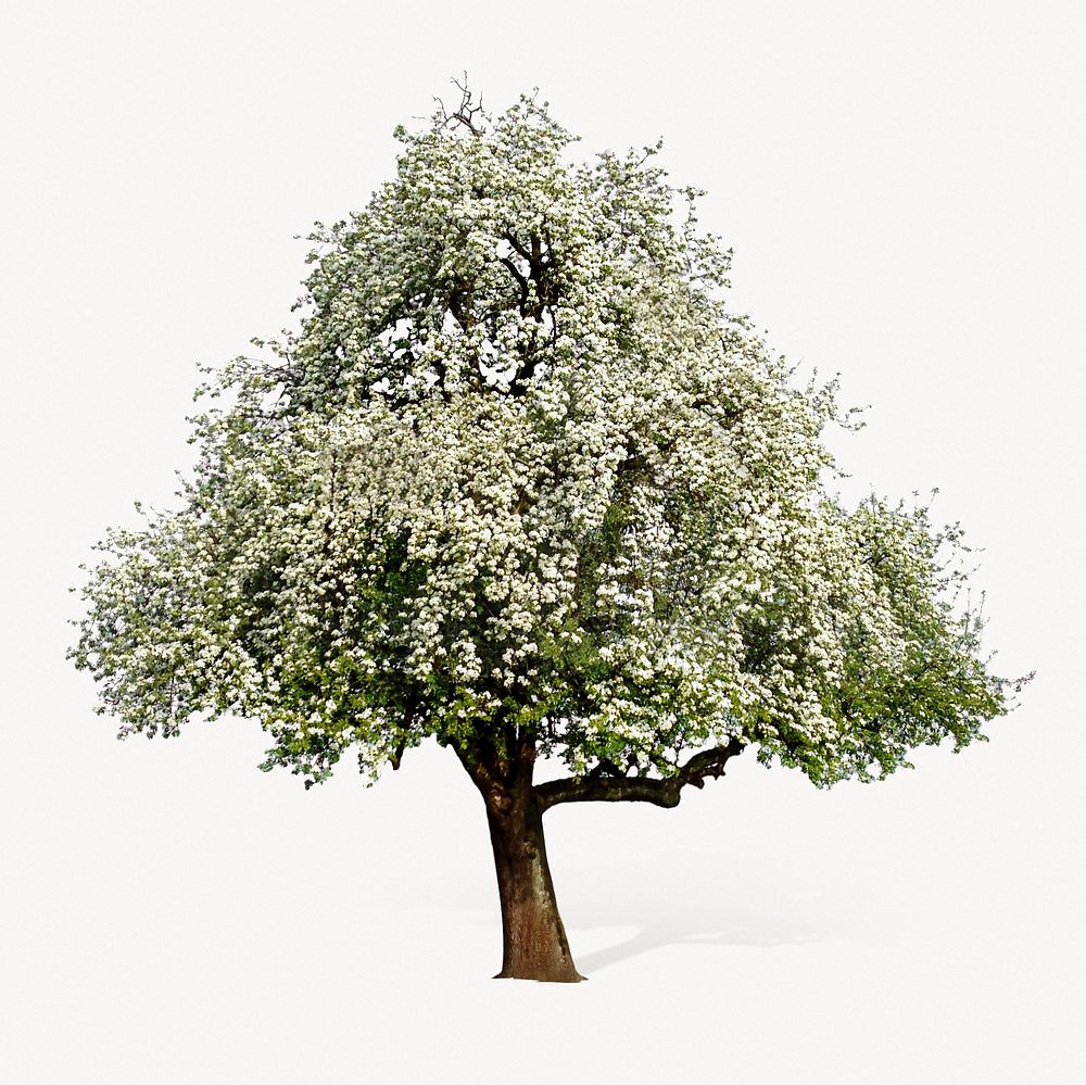 White lone tree, botanical collage element