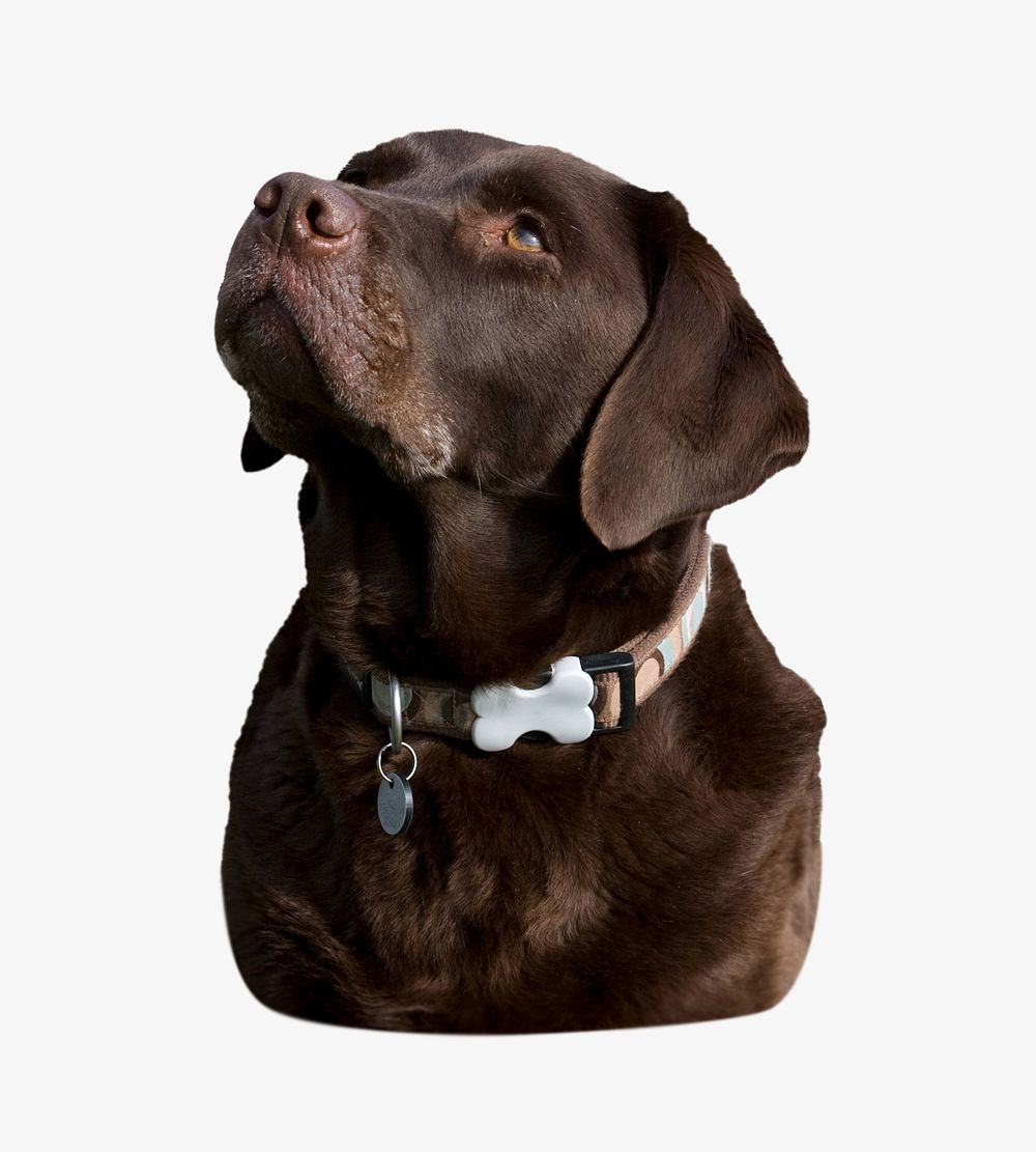 Labrador retriever dog isolated on off white design 