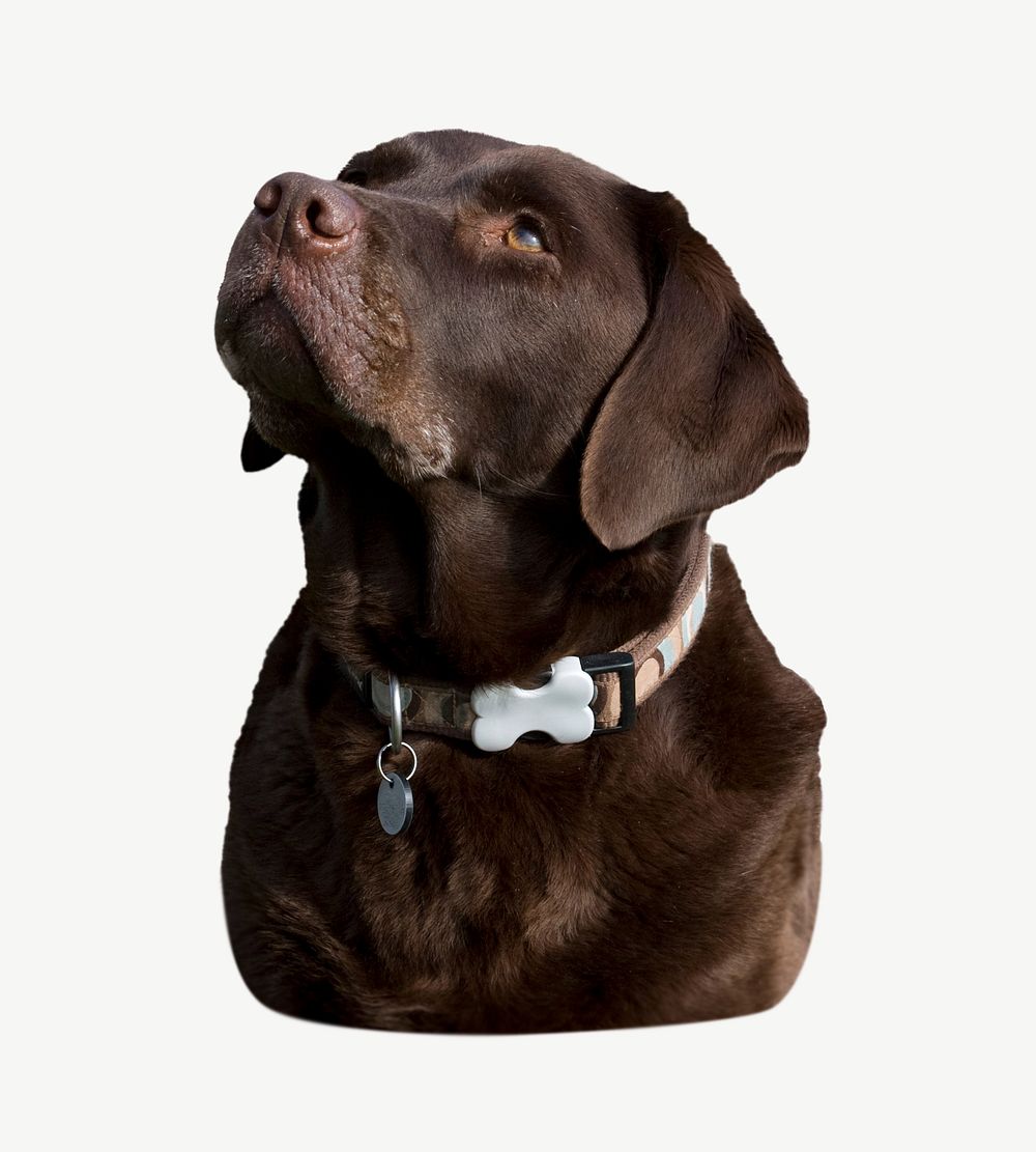 Labrador retriever dog collage element psd