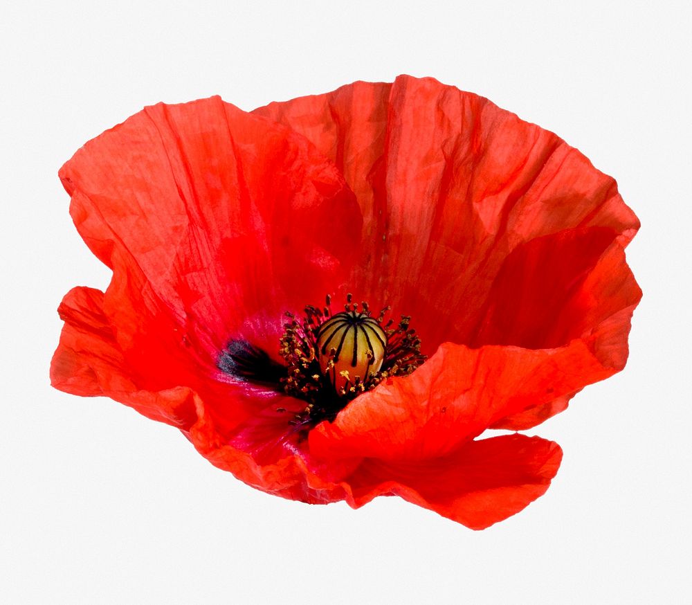 Red poppy flower isolated image