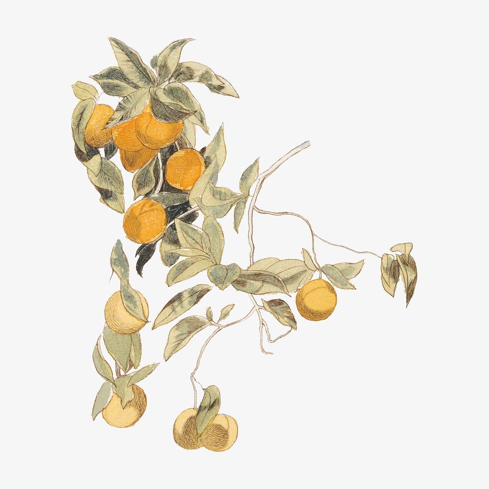 Aesthetic vintage fruit tree illustration.  Remastered by rawpixel