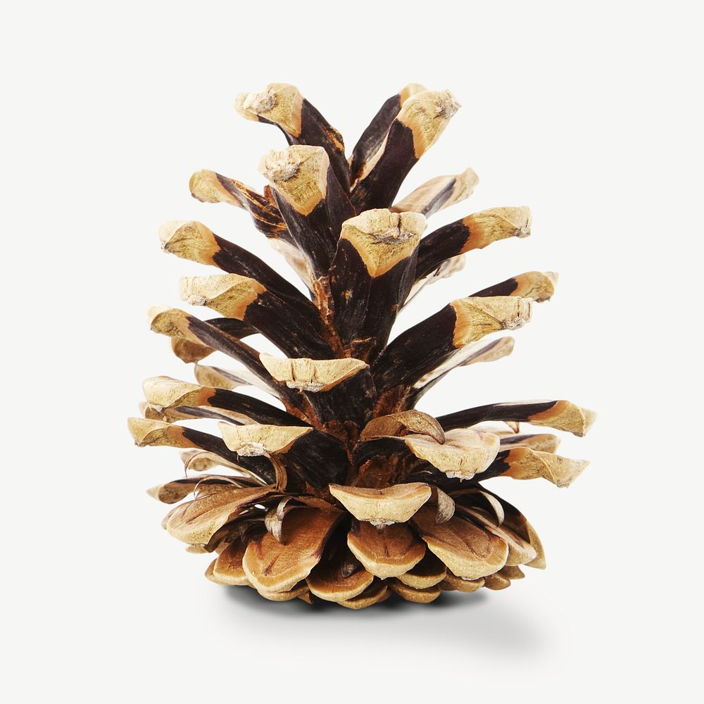 Pinecone collage element psd