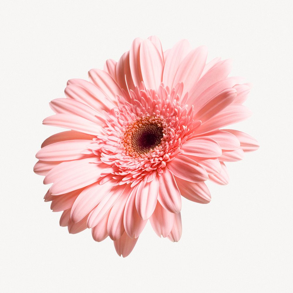 Pink gerbera flower collage element psd