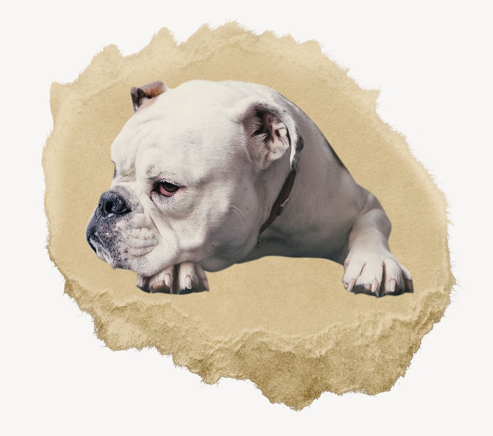 white bulldog collage element psd | Premium PSD - rawpixel