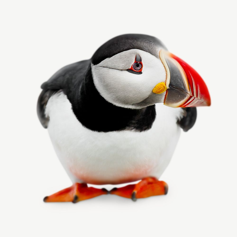 Goofy Puffin collage element psd