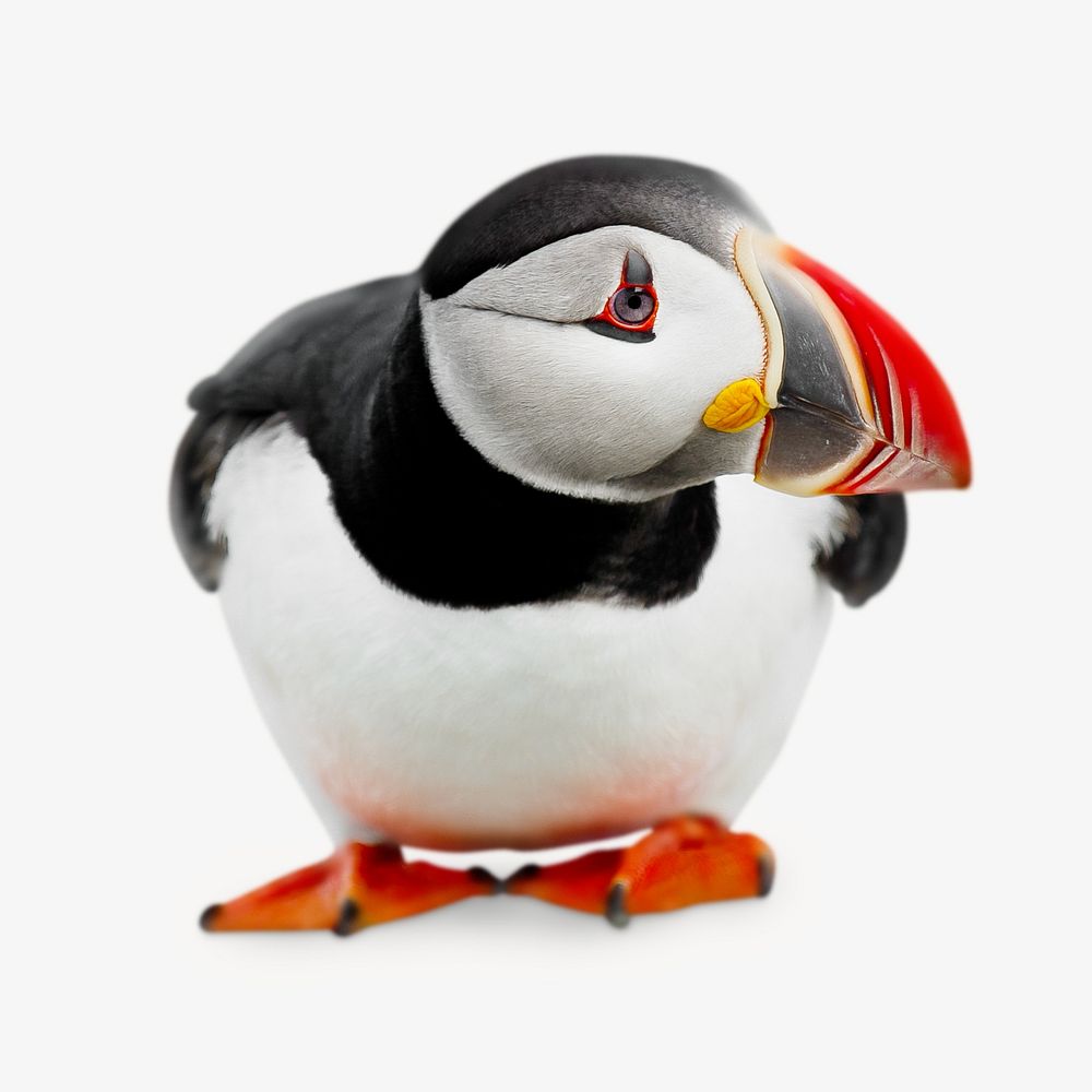 Goofy Puffin isolated design