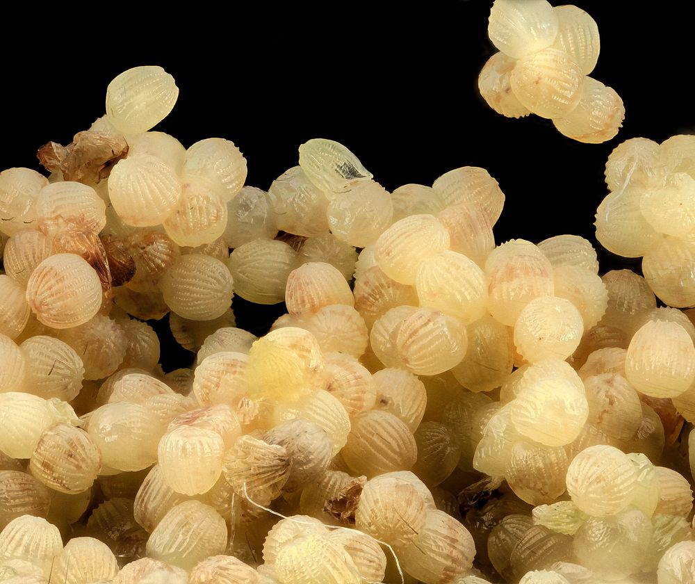 Corn earworm, eggs Free Photo rawpixel