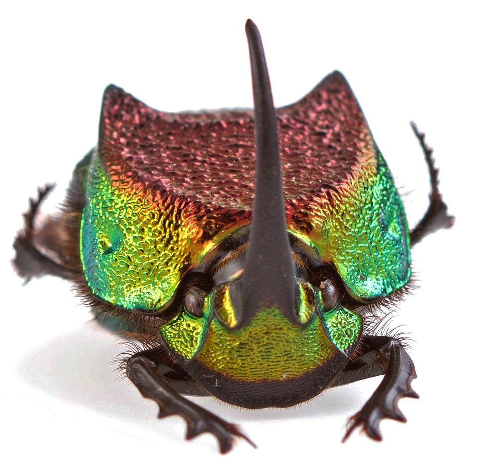 Rainbow Scarab (Scarabaeidae, Phanaeus vindex)USA, TX, Bastrop Co.: Red Rock300 Lockwood Dr.A. Santillana coll.