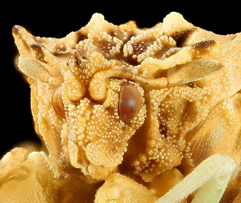 Ambush bugs, insect headshot photography.