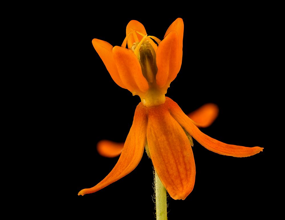 asclepias-tuberosa-2-butterfly-weed-or-free-photo-rawpixel