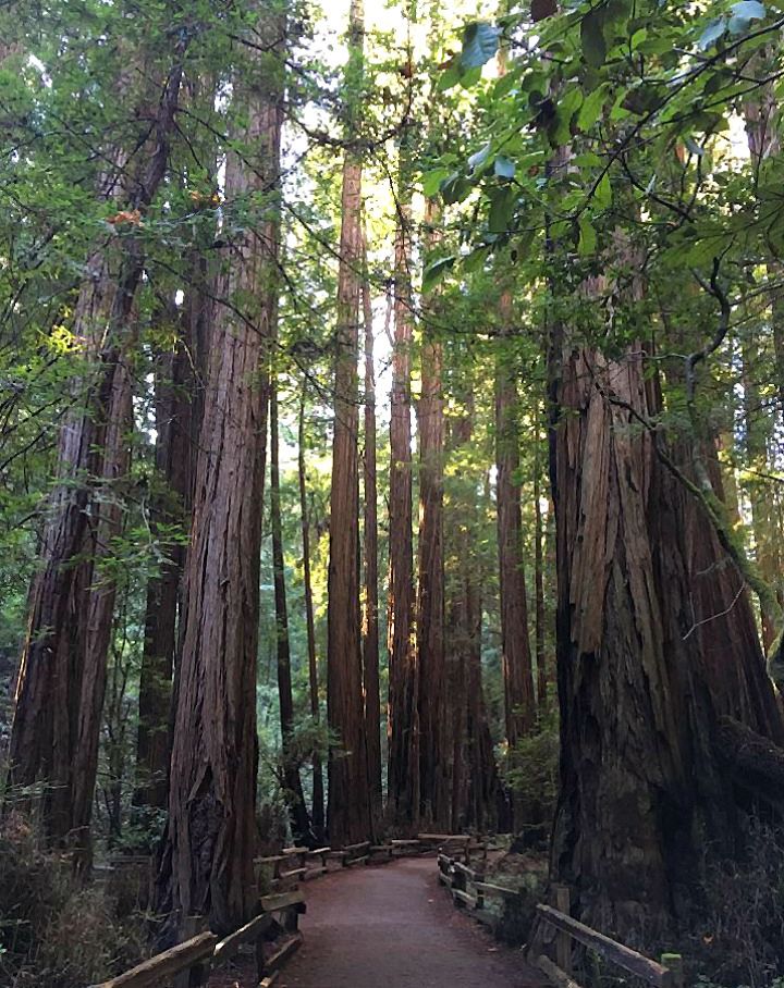 Muir Woods National Monument | Free Photo - rawpixel