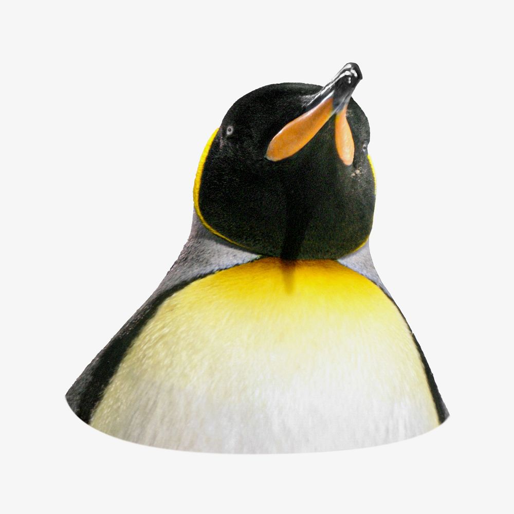 King penguin animal isolated design