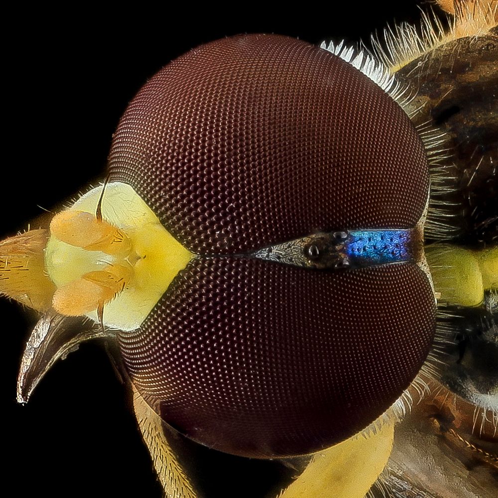 Yellow insect face, closeup shot. 