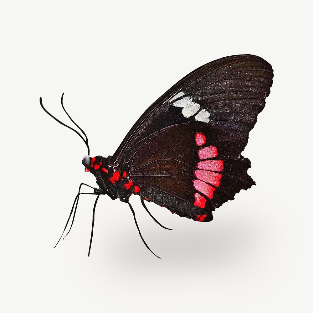 Butterfly isolated psd 