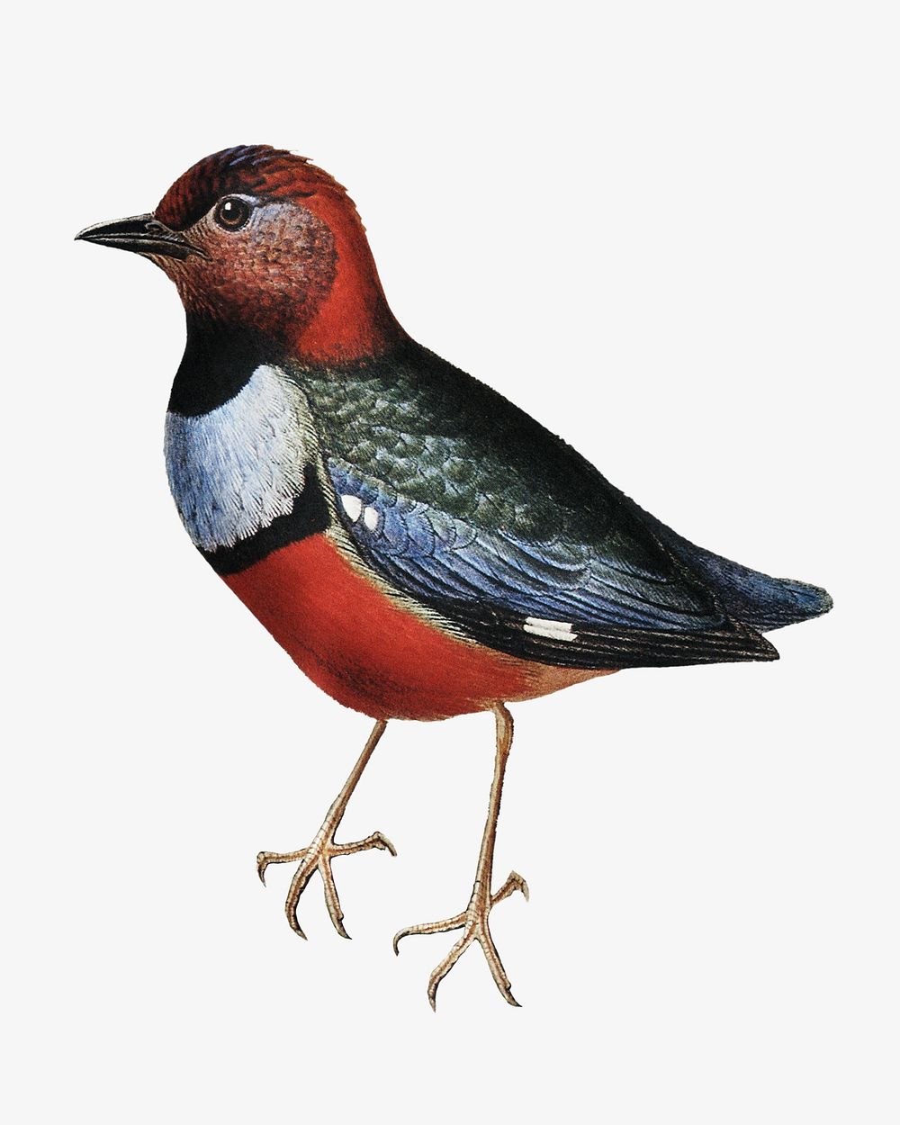 Macklot's pitta bird, vintage animal illustration
