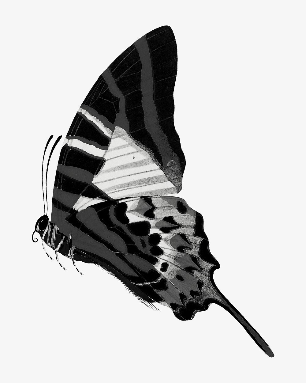 E.A S&eacute;guy's vintage butterfly illustration in black and white. Remixed by rawpixel.