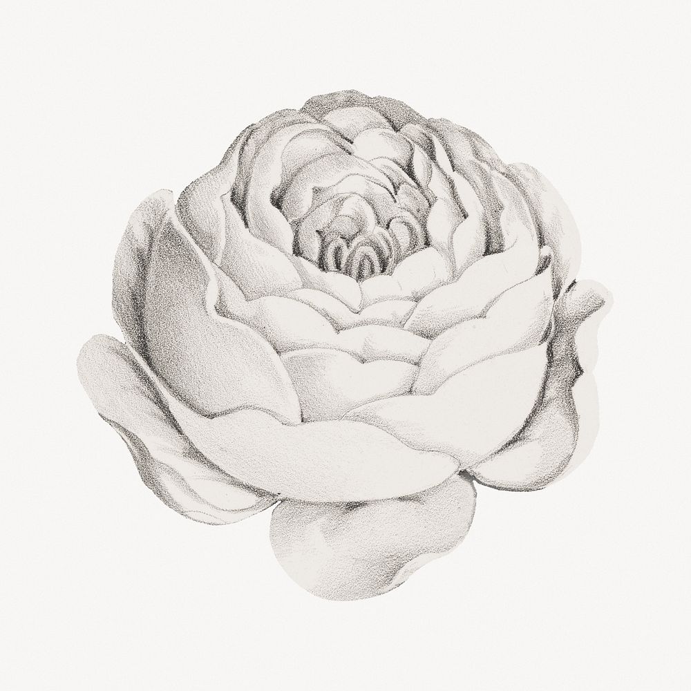 Vintage rose flower, botanical illustration.  Remastered by rawpixel