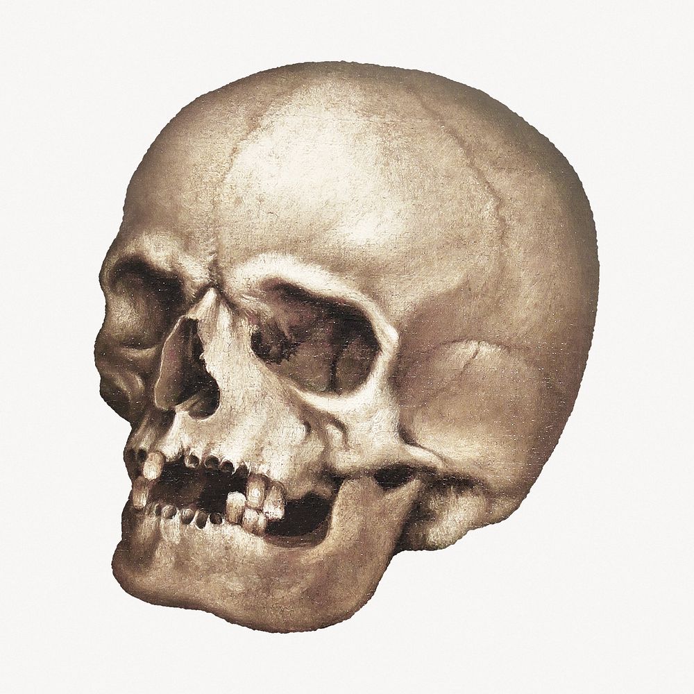 Human skull, vintage illustration.   Remastered by rawpixel