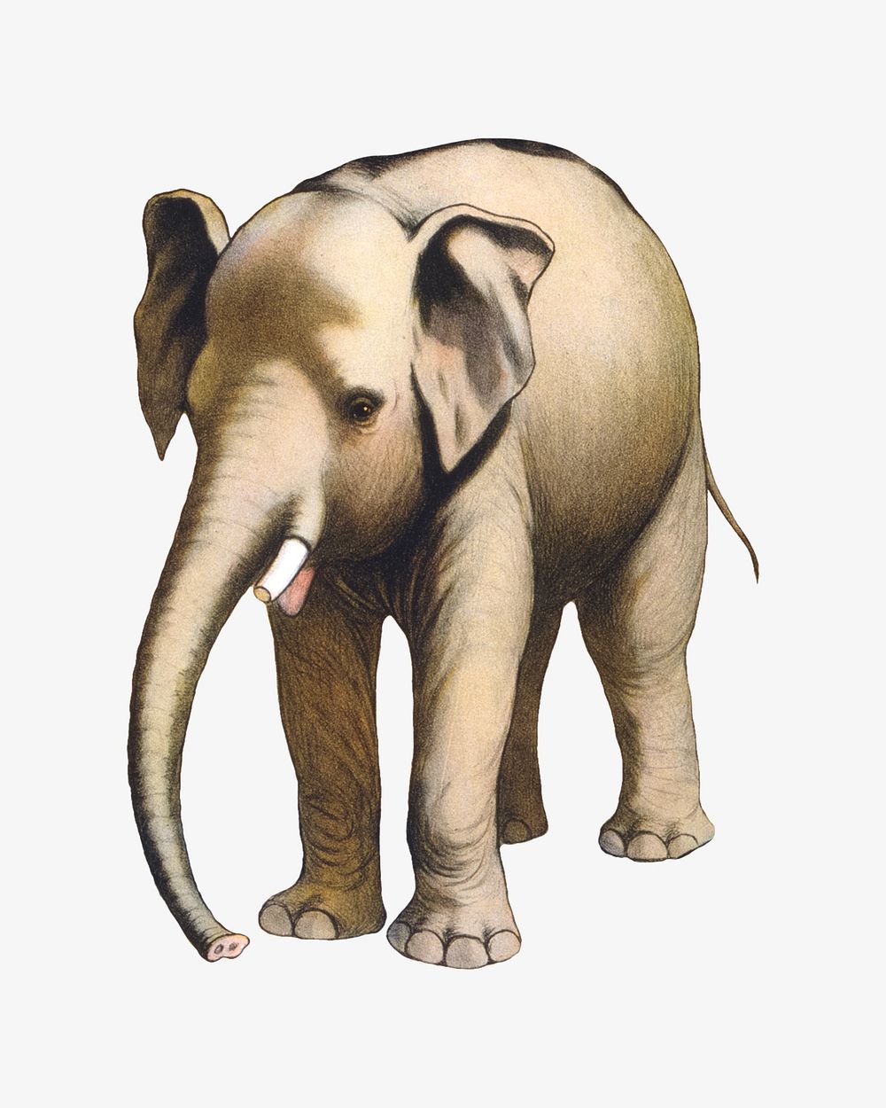 Elephant, African animal illustration.  Remixed by rawpixel.