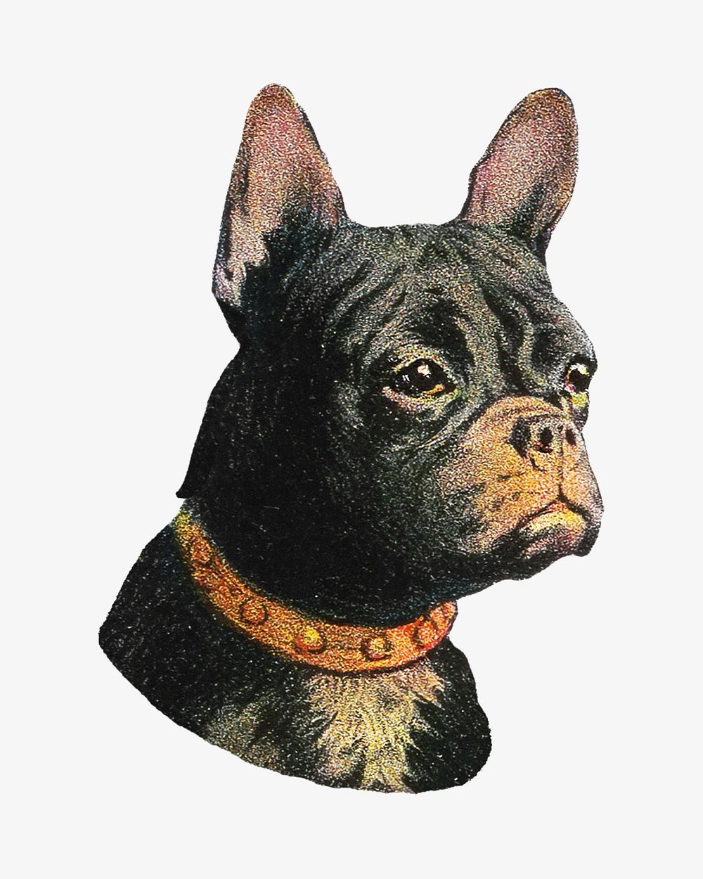 French bulldog dog, vintage animal illustration.    Remixed by rawpixel.