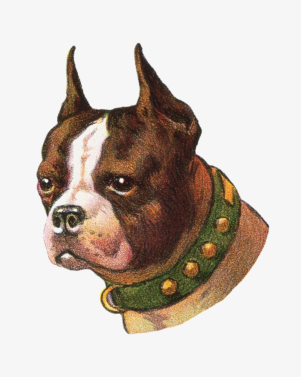 Boston Terrier dog, vintage animal illustration.    Remixed by rawpixel.
