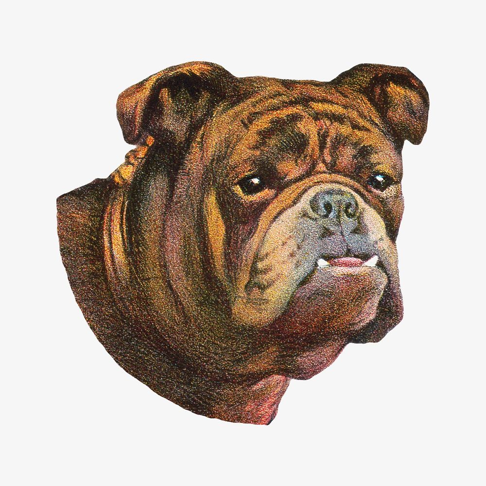 Old English Bulldog dog, vintage animal illustration.    Remixed by rawpixel.