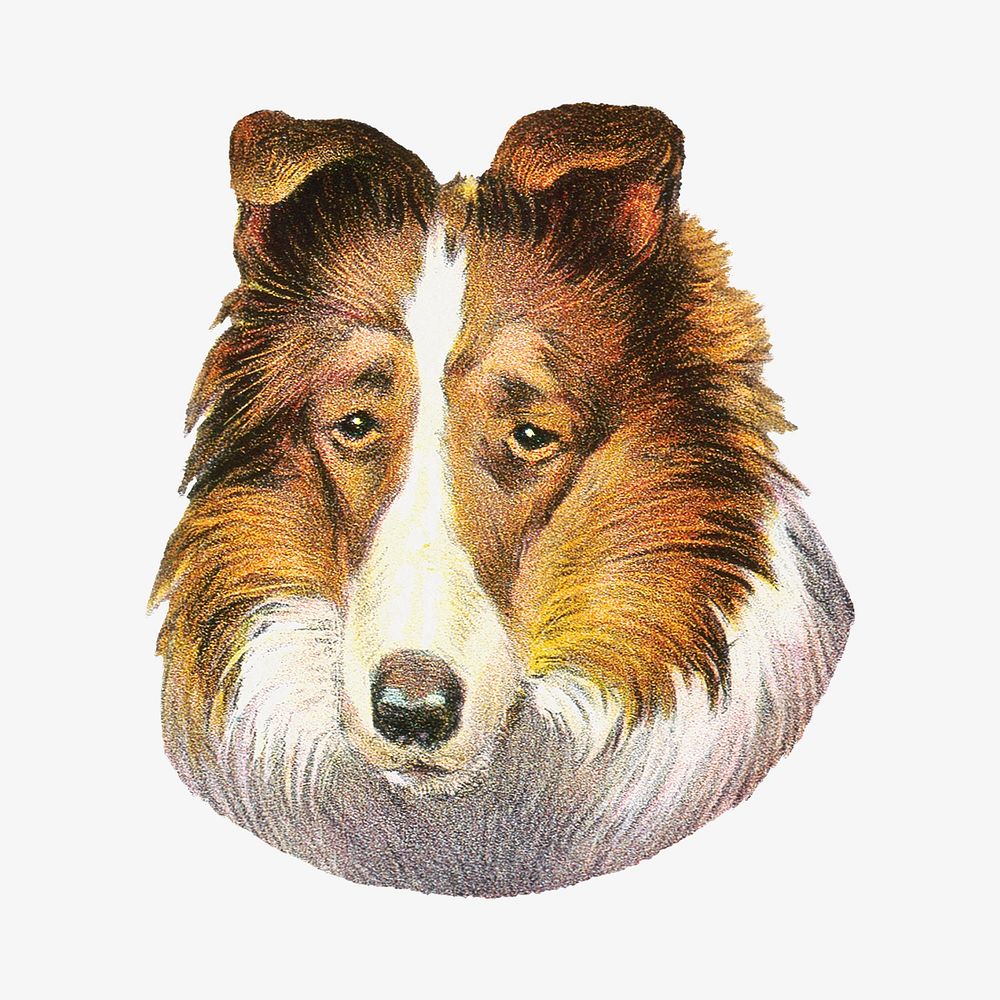 Sheltie dog, vintage animal illustration.    Remixed by rawpixel.