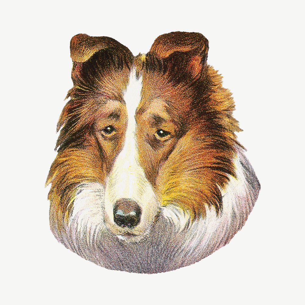 Sheltie dog, vintage animal collage element psd.   Remixed by rawpixel.