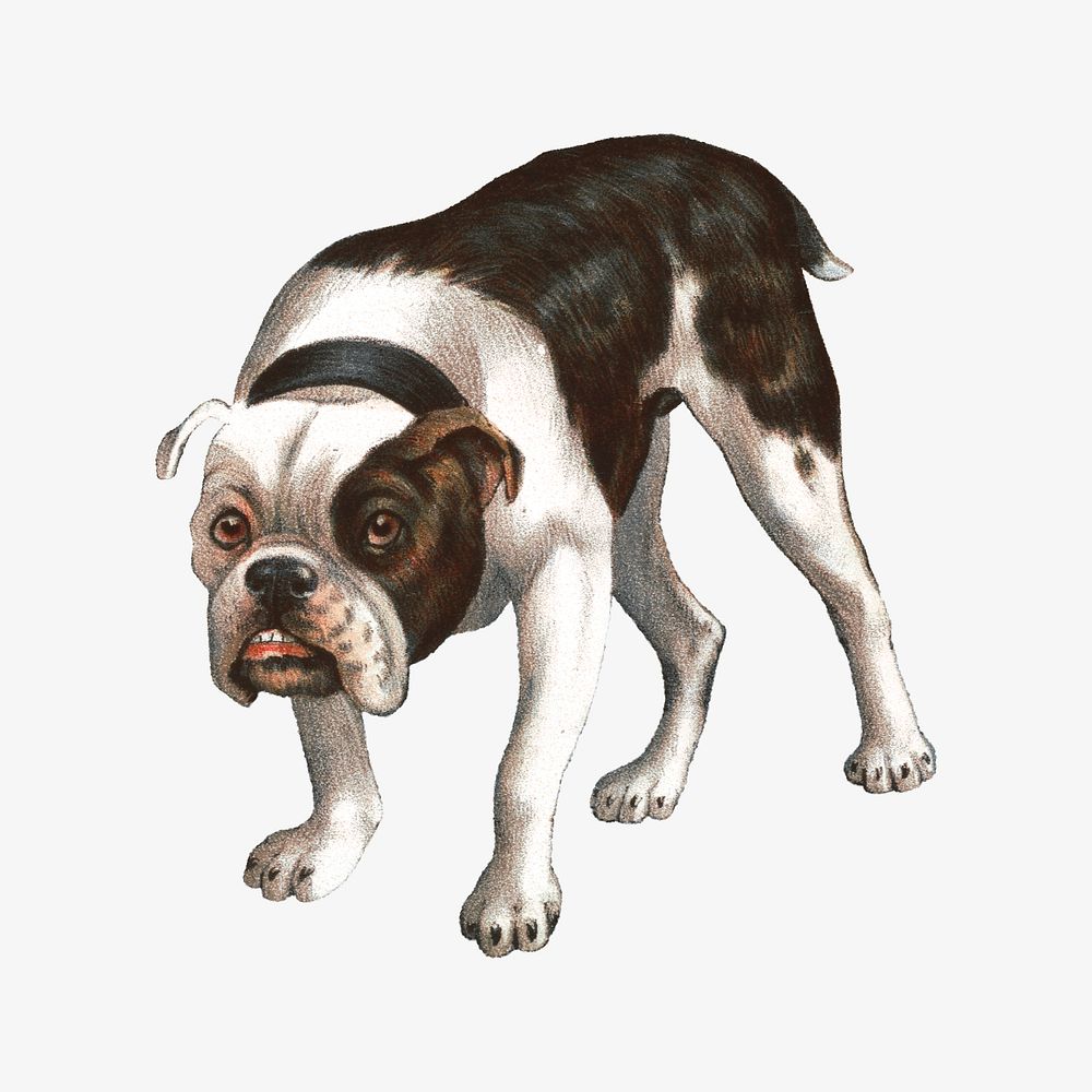 Vintage bulldog, animal illustration.    Remixed by rawpixel.