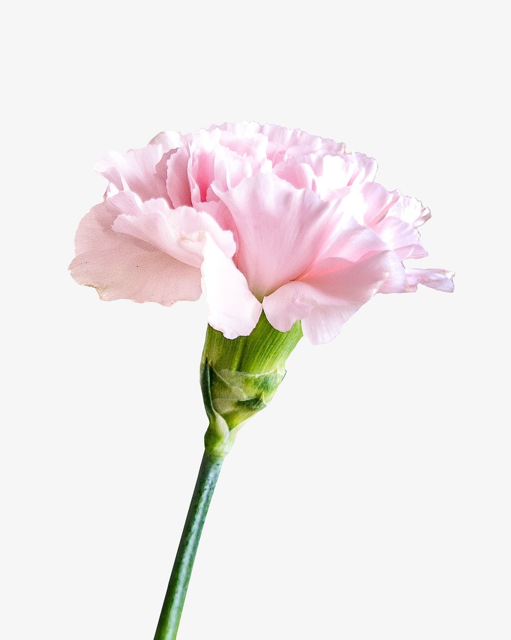 Pink carnation flower isolated image