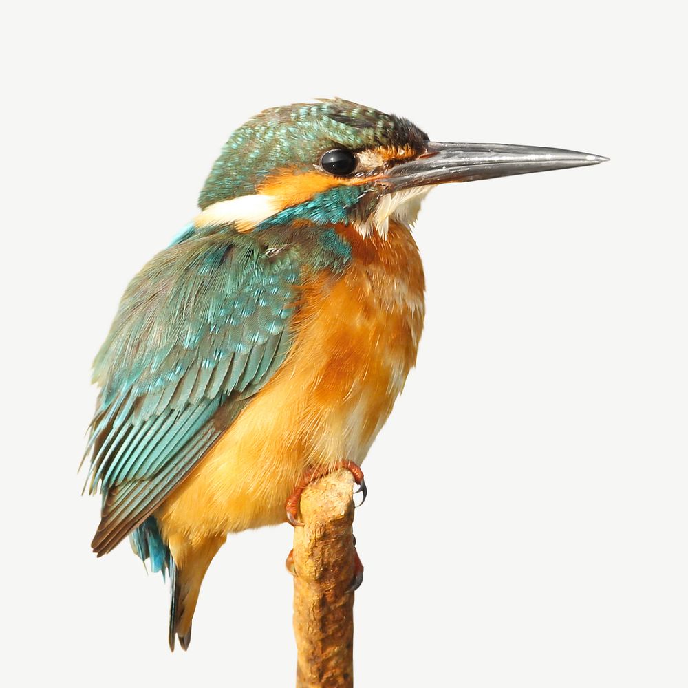 Kingfisher bird animal collage element psd