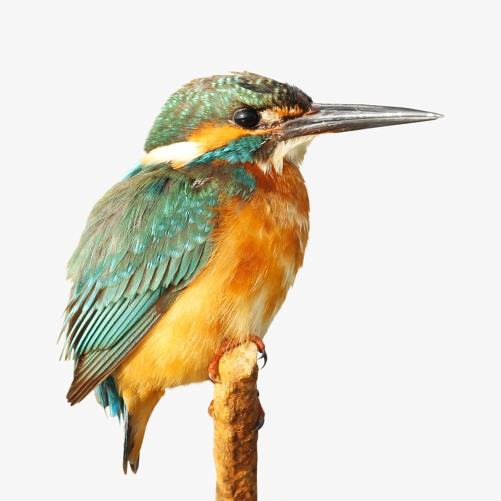 Kingfisher bird animal isolated design