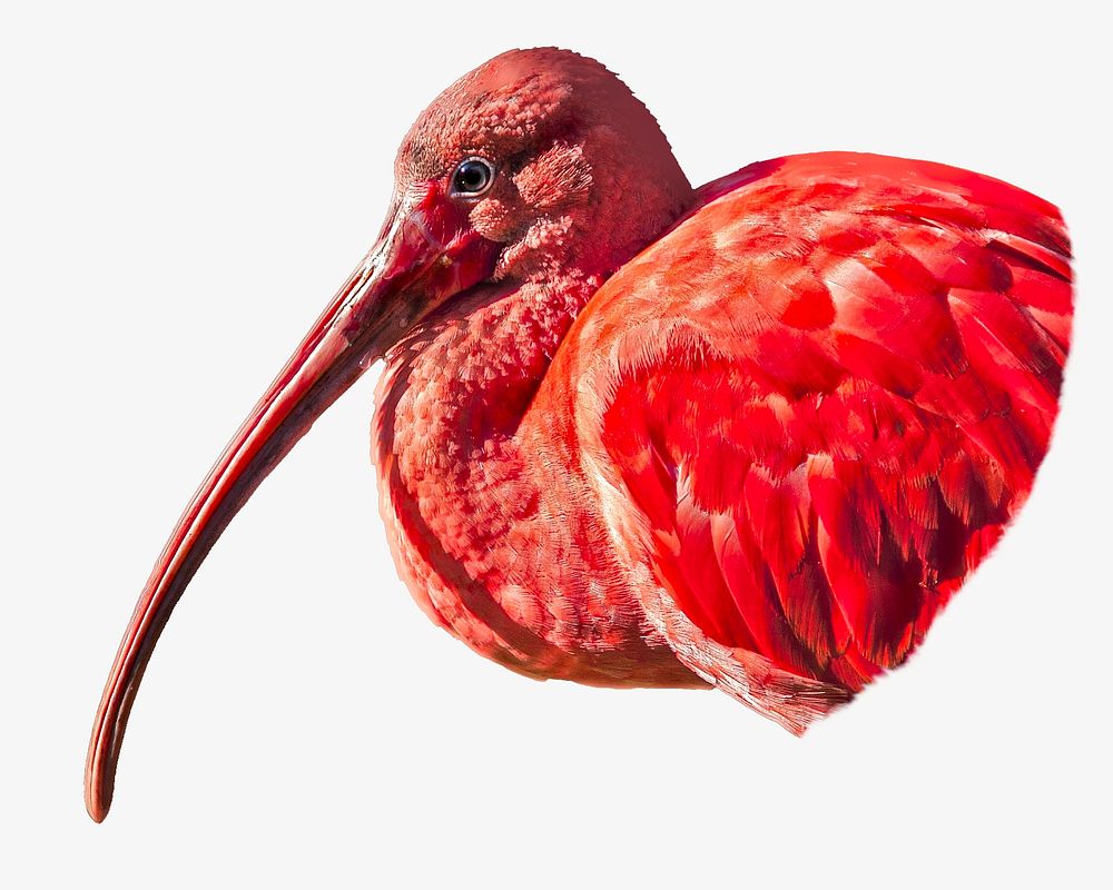 Eudocimus ruber bird isolated image