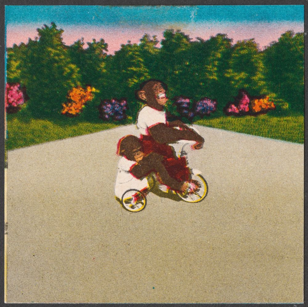             Two chimpanzees riding a tricycle          