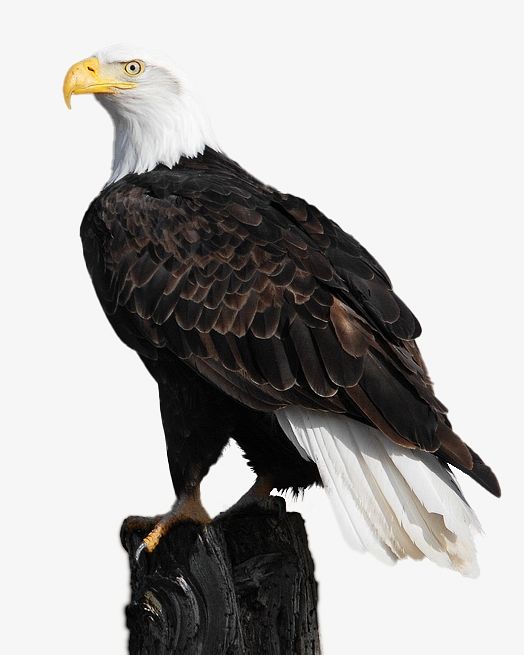 Bald eagle, bird isolated design