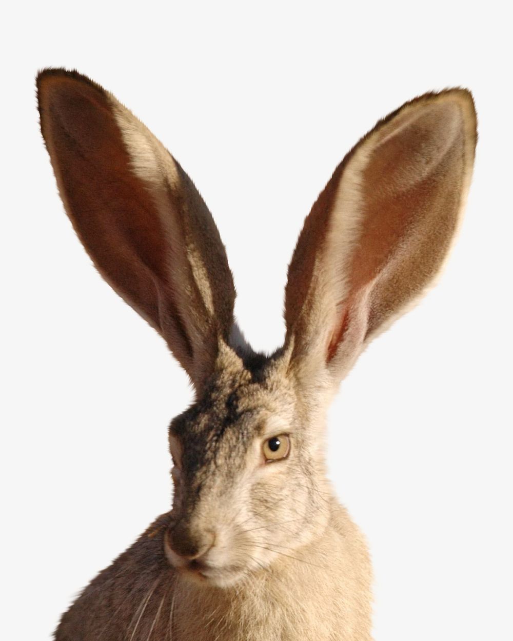 Big ears rabbit isolated image Free Photo rawpixel