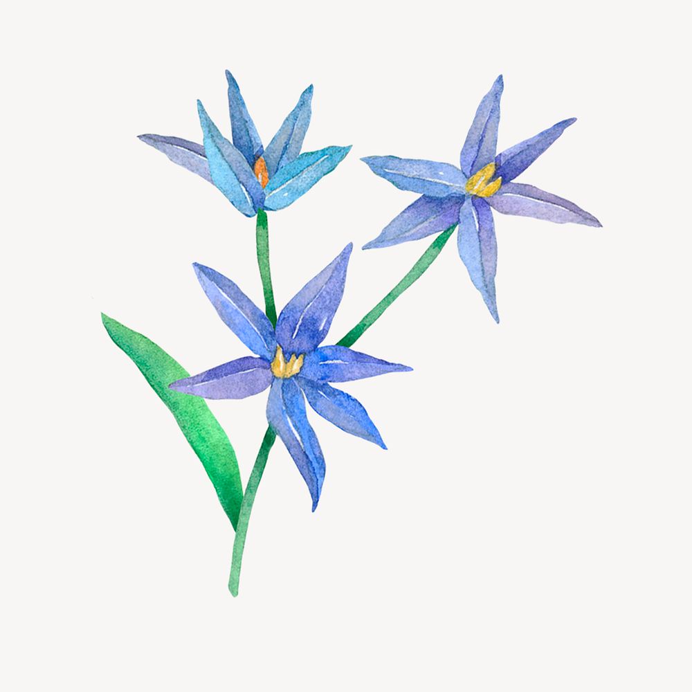 Watercolor bluestar flower clipart, vintage psd