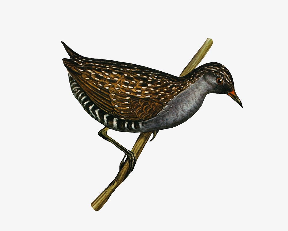 Spotted water crake bird, vintage animal illustration