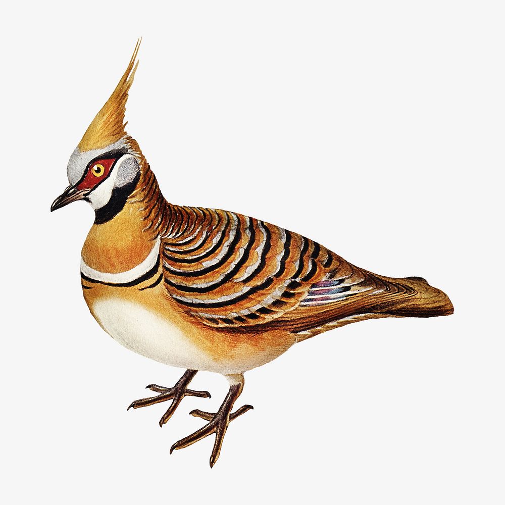 White-bellied bronzewing bird, vintage animal illustration
