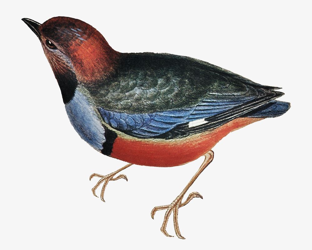Macklot's pitta bird, vintage animal illustration