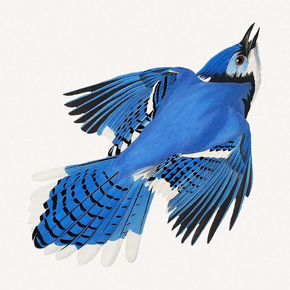 Blue jay bird, vintage animal collage element psd