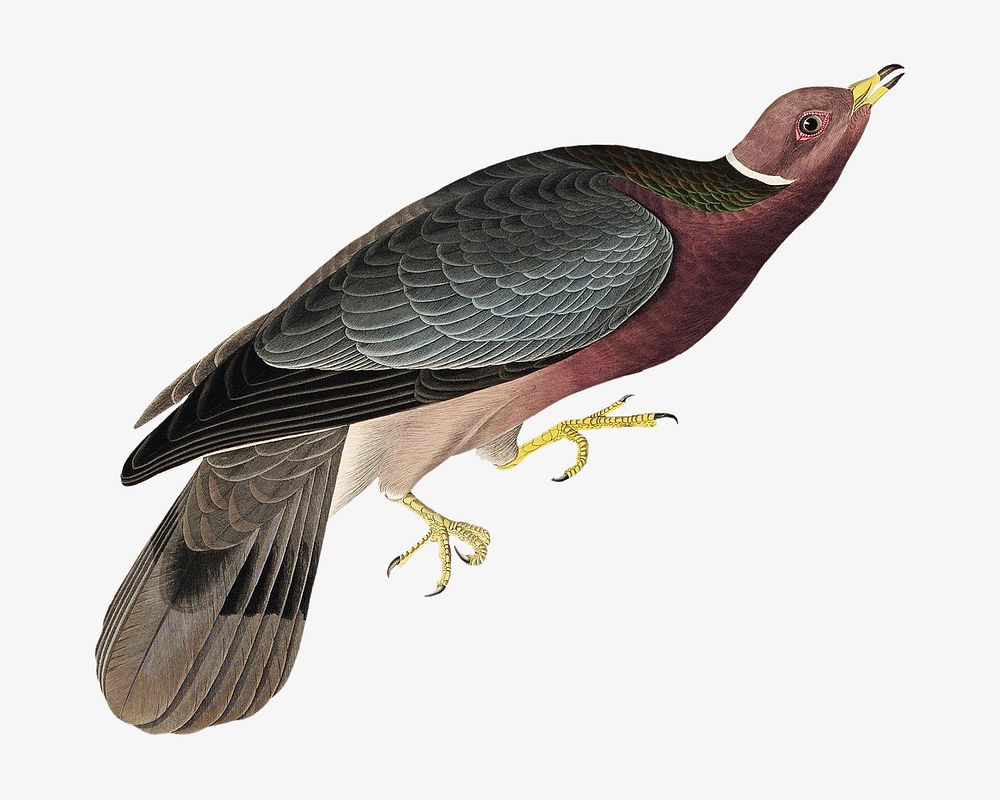 Band-tailed pigeon bird, vintage animal illustration