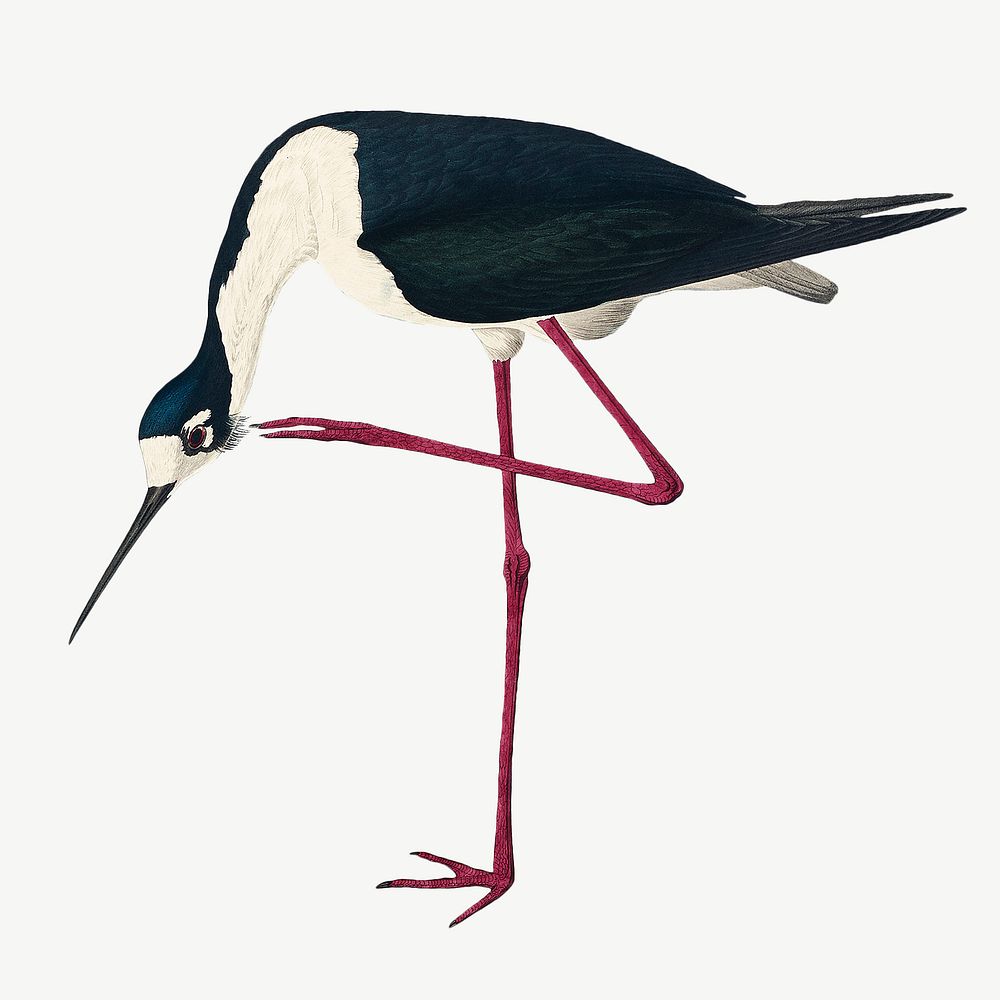 Long-legged avocet bird, vintage animal collage element psd