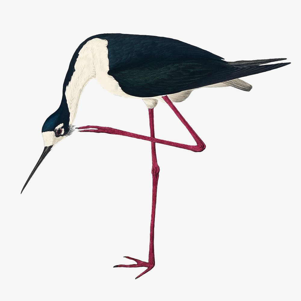 Long-legged avocet bird, vintage animal illustration